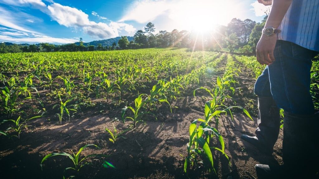 Financiamento para Agroindústria de Alimentos Processados em 2026