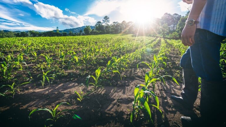 Financiamento para Agroindústria de Alimentos Processados em 2026