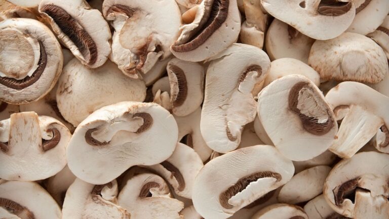 Financiamento para Produção e Processamento de Cogumelos em 2026