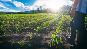 Financiamento para Agroindústria de Alimentos Processados em 2026